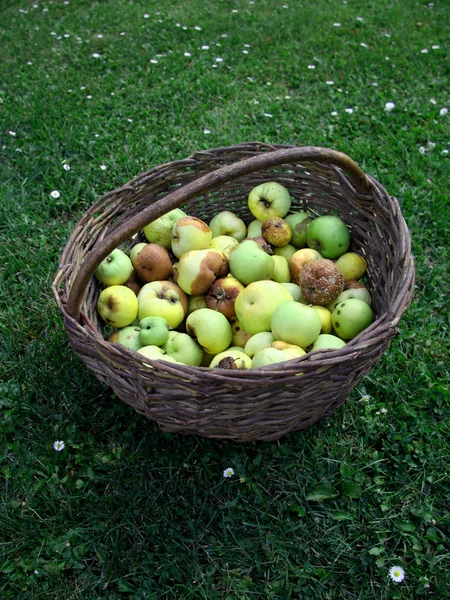 Äpplen på grön äng — Stockfoto