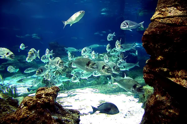 stock image Aquarium fishes