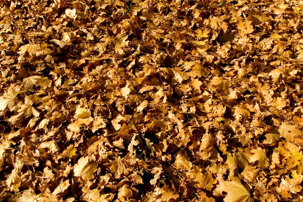 stock image Autumn leaves