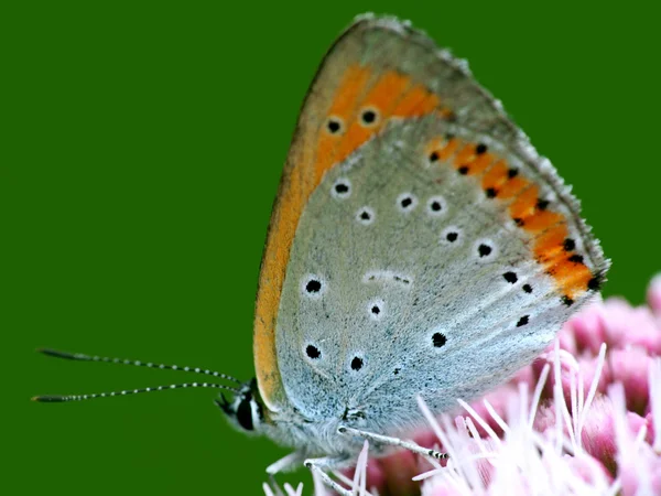 Schmetterling aus nächster Nähe — Stockfoto
