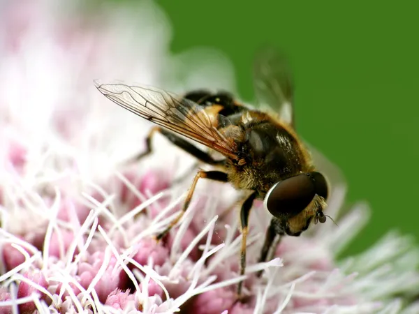 Fly on flower — Stock Photo, Image