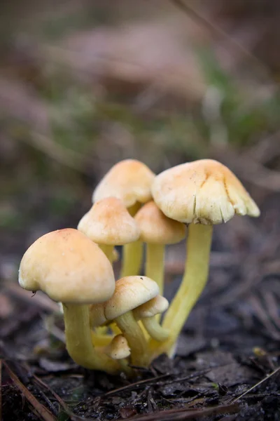 Desova de cogumelos — Fotografia de Stock