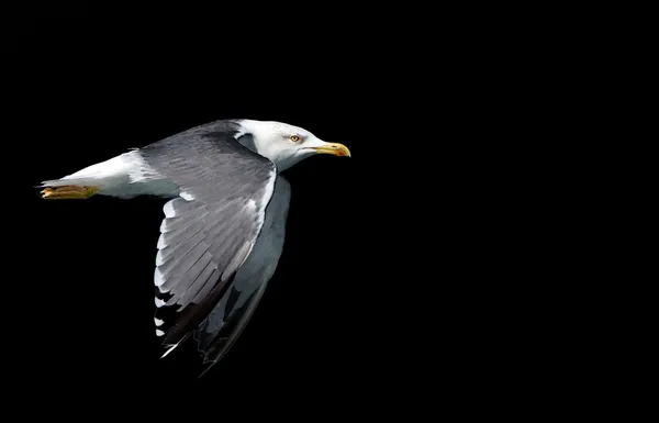 Flaying seagull — Stock Photo, Image