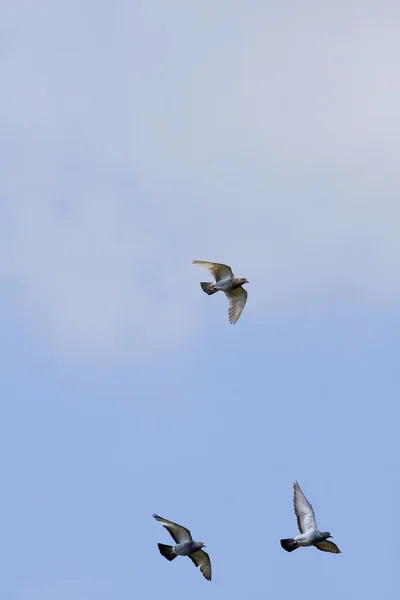 Літаючих голубів — стокове фото