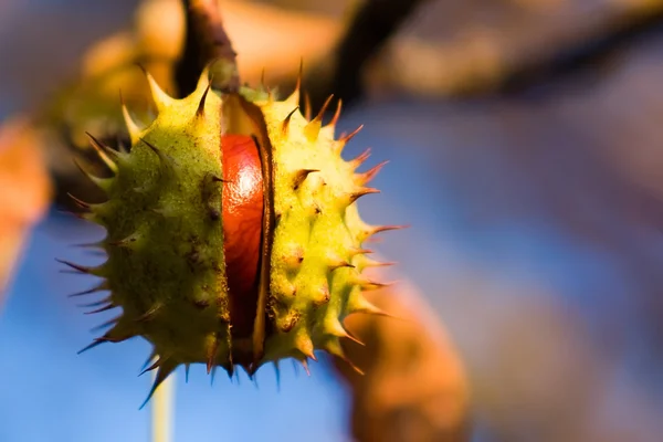 stock image Chestnut