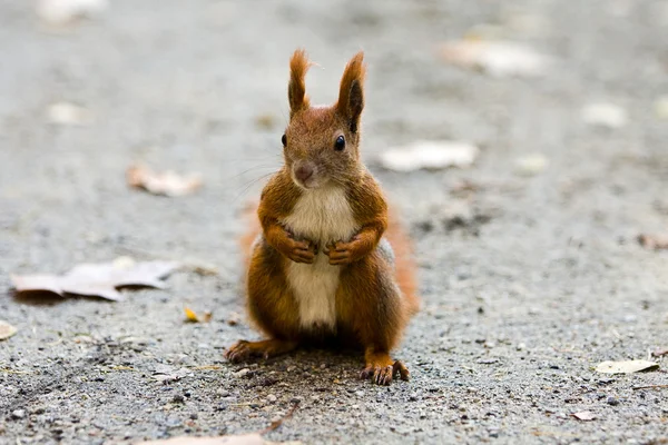 Eichhörnchen im Herbstpark — Stockfoto