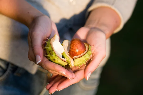 stock image Broken chestnut shell