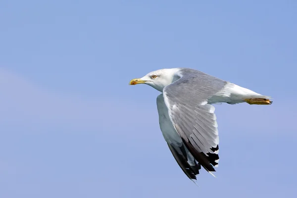 Flaying seagull — Stock Photo, Image