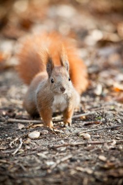 Squirrel in autumn park clipart