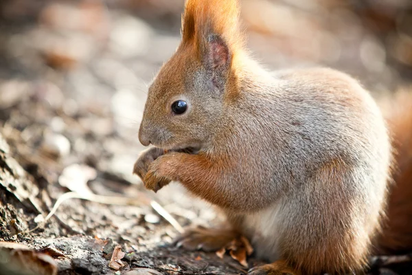 Esquilo no parque de outono — Fotografia de Stock