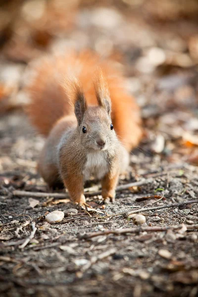 Écureuil dans le parc d'automne — Photo