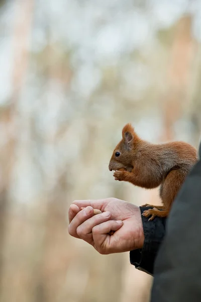 Écureuil manger une noix — Photo