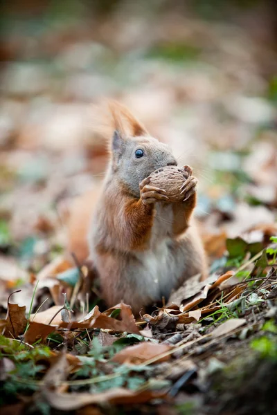 Eekhoorn eet een noot — Stockfoto