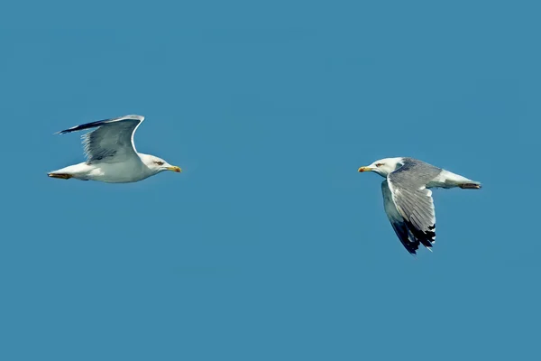 Duelo e rivalidade no céu - pássaros na natureza — Fotografia de Stock