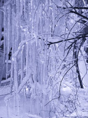 Winter. Trees in ice are frozen Very bea clipart