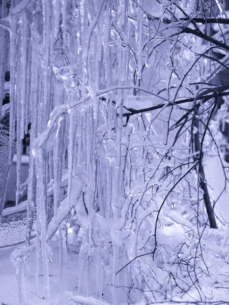 Zimą. drzewa w lodu są mrożone bardzo Obrazy Stockowe bez tantiem