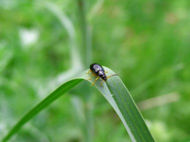 Black bug on grass clipart