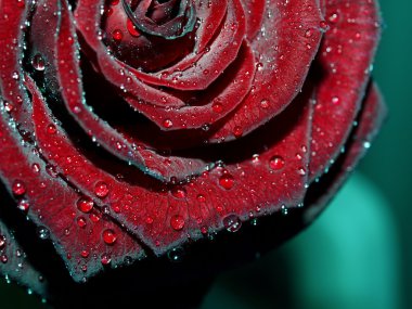 Macro image of dark red rose with water clipart