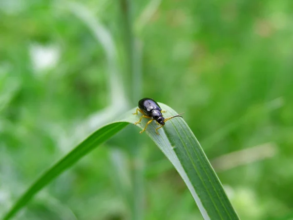 草地上的黑虫 — 图库照片