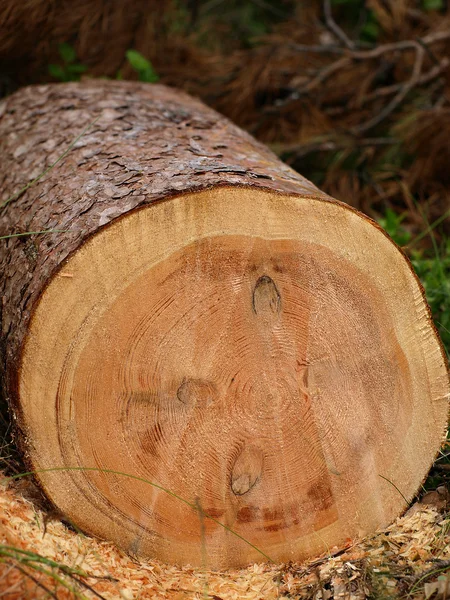 Cut down wood — Stock Photo, Image