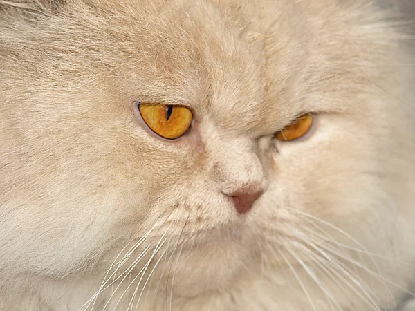 Persian cat with orange eyes — Stock Photo, Image