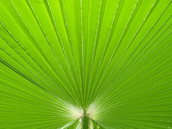 Sfondo foglio verde — Foto Stock