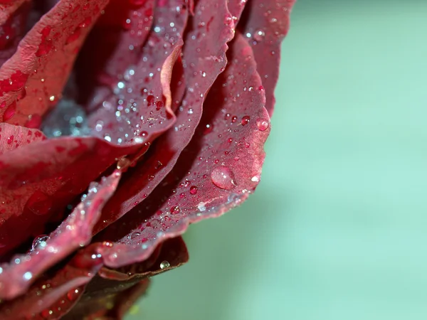 Frozen drops water on the petals rose — Stock Photo, Image