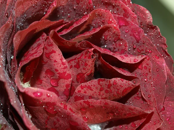 Mrożone krople wody na płatki róży — Zdjęcie stockowe