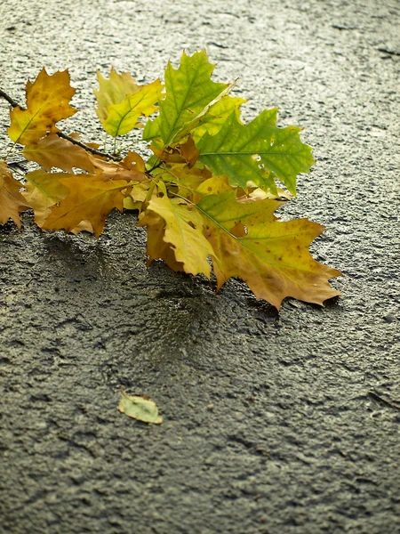 stock image Autumn leaves on wet asphalt