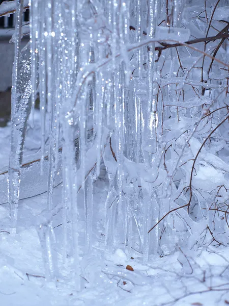 Vinter. träd i isen fryses — Stockfoto