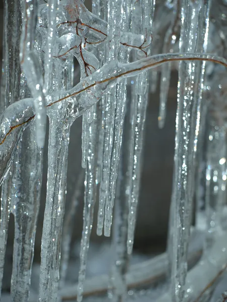 Winter. Bäume im Eis sind eingefroren — Stockfoto