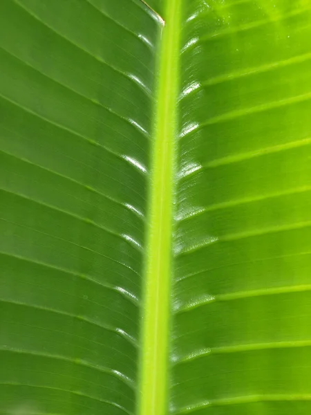 Зеленый лист фона — стоковое фото
