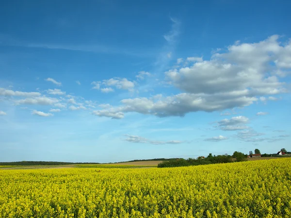 stock image Yellow field and dark blue sky