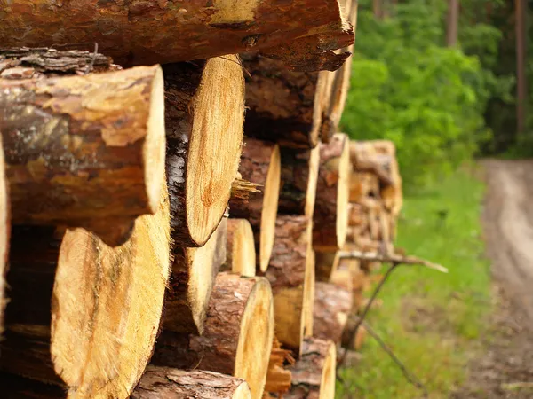 Fa, fűrészelt Stock Kép