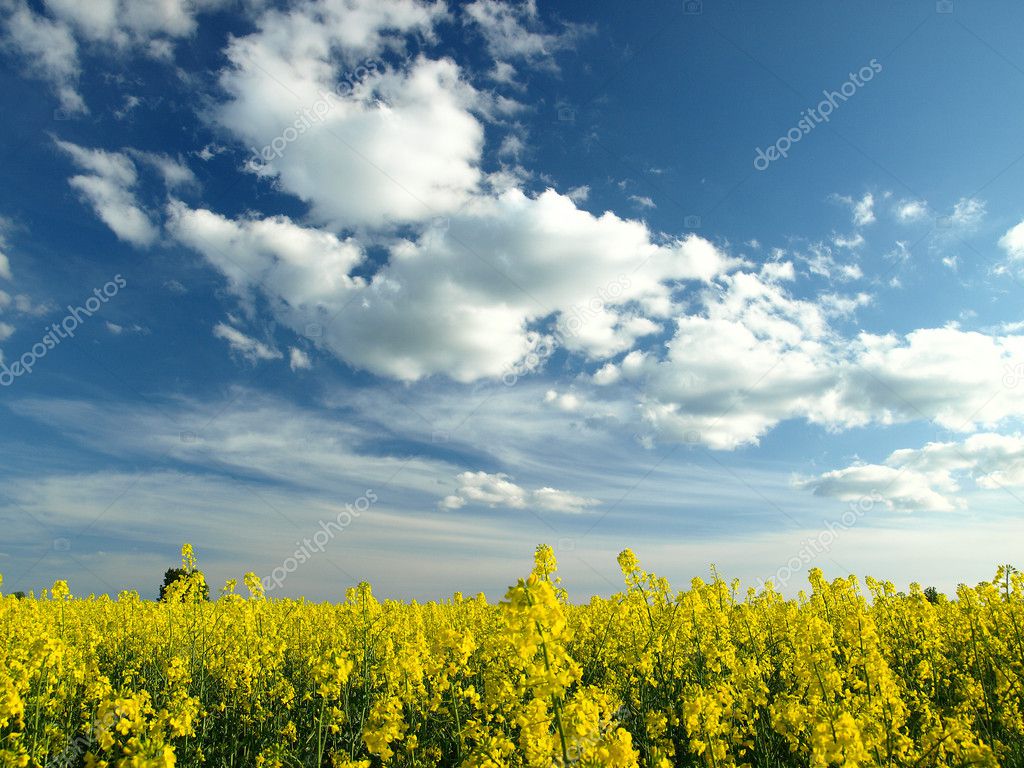 黄色と濃い青空 ストック写真 C Galoczka