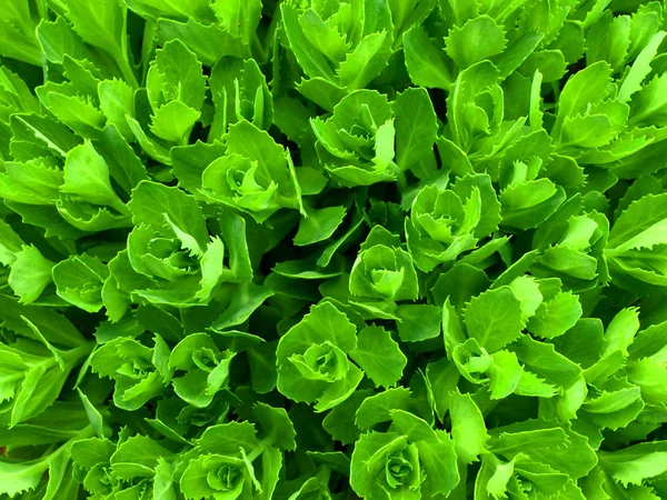 Groene bladachtergrond — Stockfoto