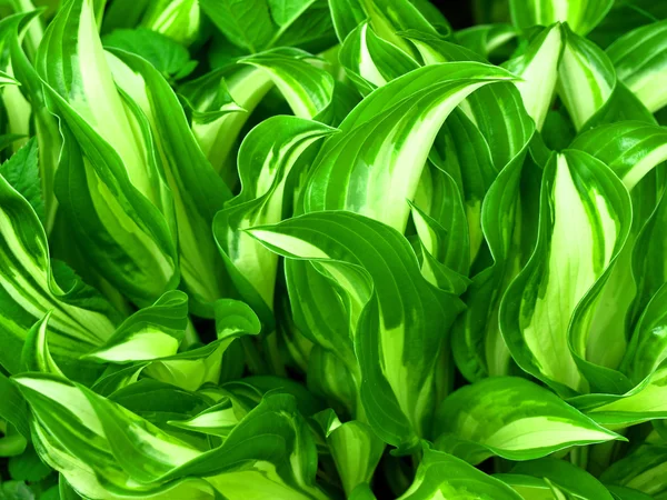 Зеленый лист фона — стоковое фото