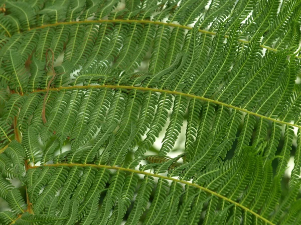 Drzewo paproci — Zdjęcie stockowe