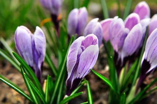 stock image Crocus