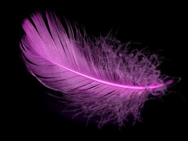 Feather clipart