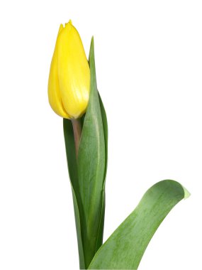 Tulip clipart