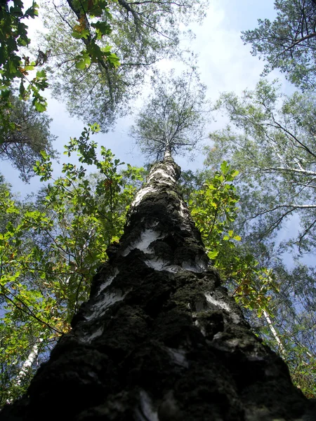 Tall tree — Stock Photo, Image