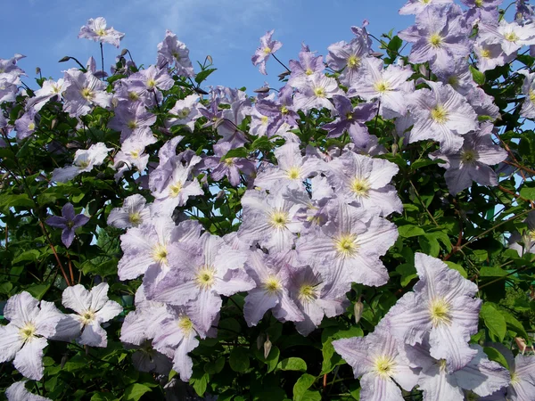 Flowers on a pergola — Stock Photo © kasiap #1693171
