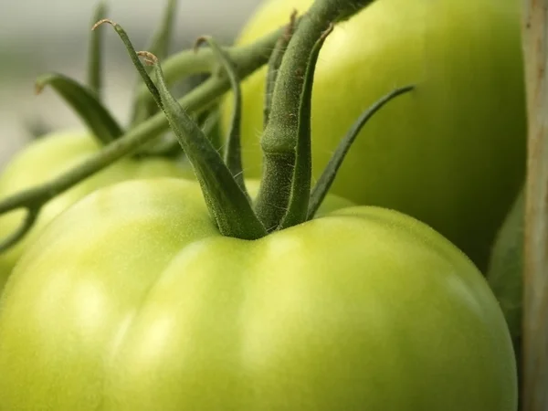Zelená rajčata — Stock fotografie