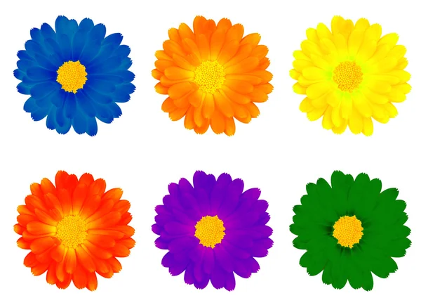 Six colourful flowers — Stock Photo, Image