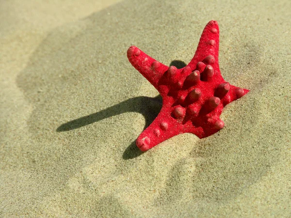 stock image Starfish