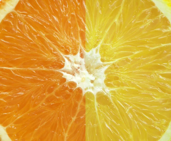 Πορτοκάλι και το γκρέιπφρουτ — Φωτογραφία Αρχείου