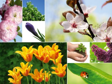 Spring composition clipart