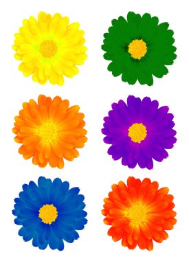 Six colourful flowers clipart