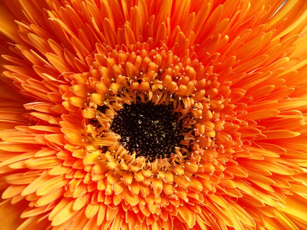 オレンジ色のガーバー — ストック写真